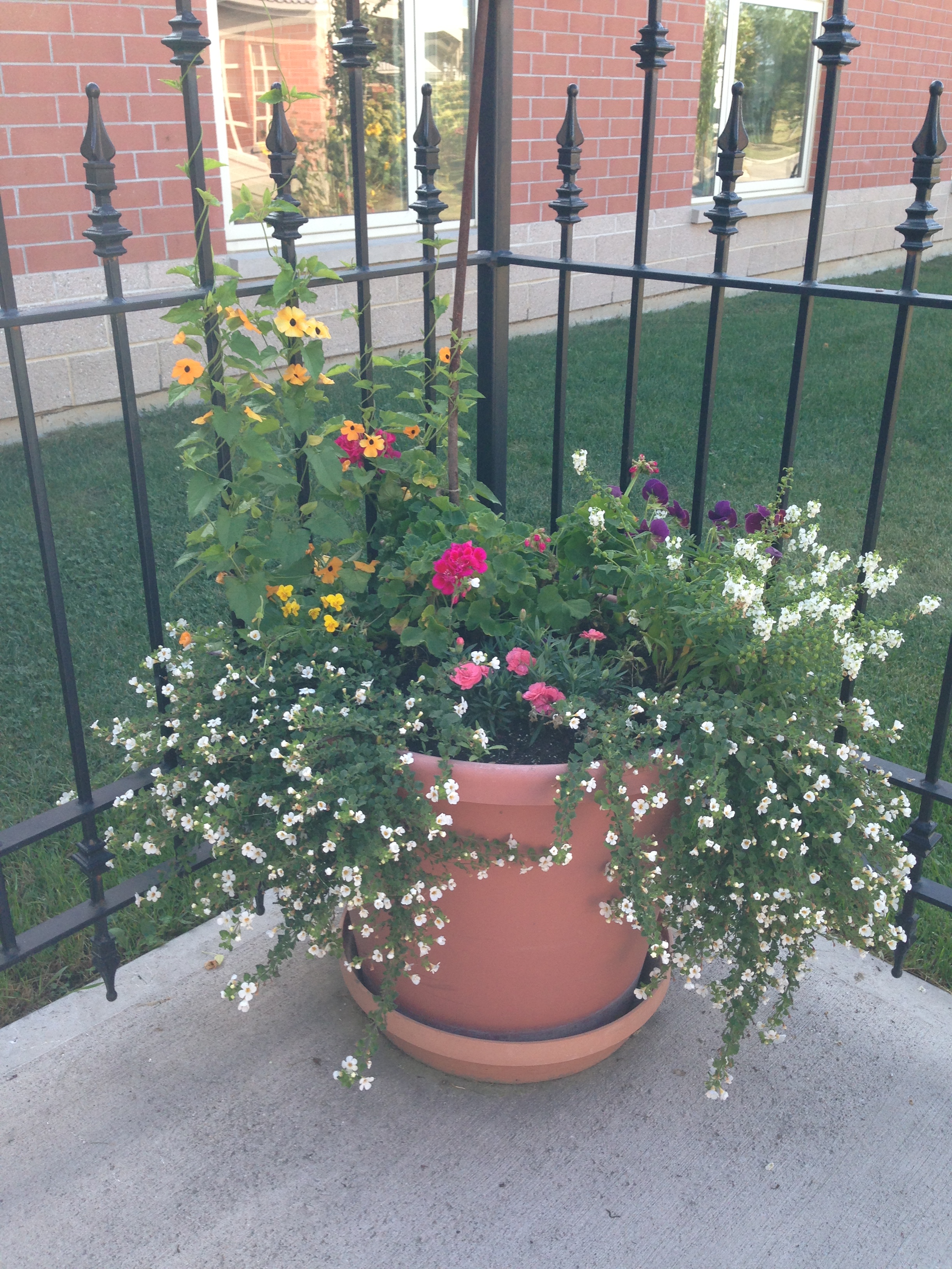 Goutdoor garden pot with spring flowers